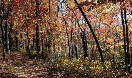 Cowles Bog Trail at Indiana Dunes National Park