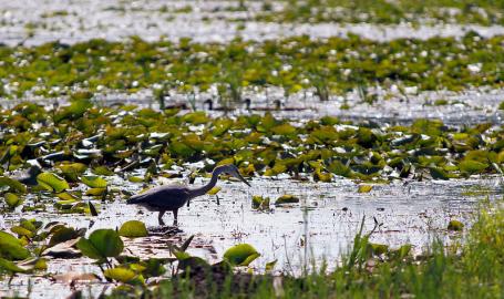 Heron at Indiana Dunes National Park