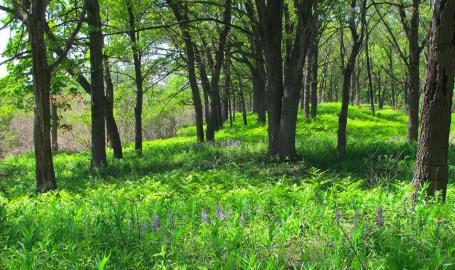 Ivanhoe South Nature Preserve