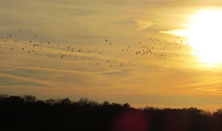 Jasper Pulaski Wildlife Area Bird Watching Sandhill Cranes