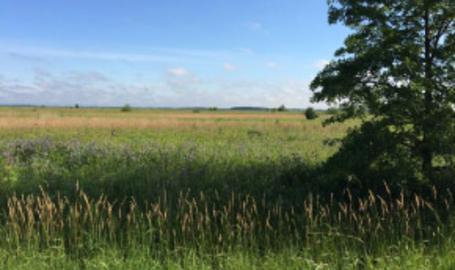 Kankakee Sands
