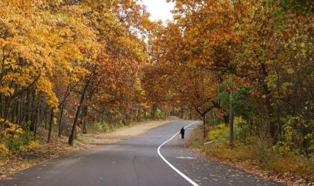 Marquette Park Fall