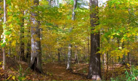 Meadowbrook Conservation Center & Preserve