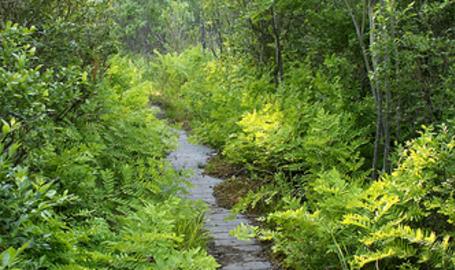 Pinhook Bog