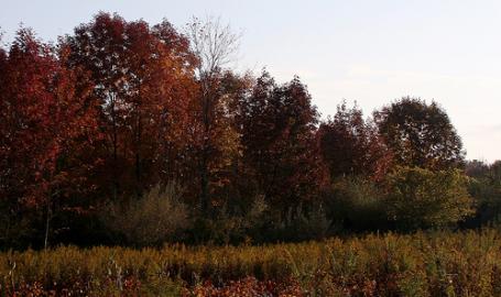 Pinhook Bog