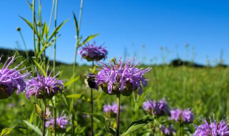 Sunset Hill County Park - flowers