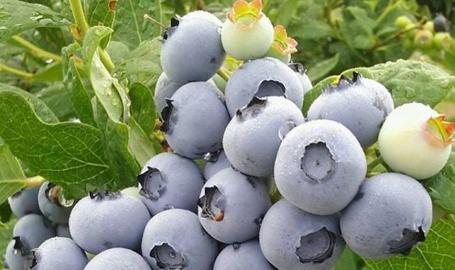 Van Kley's Blueberries