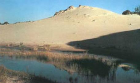 West Beach Dune
