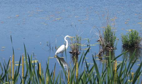 Wolf Lake Hammond