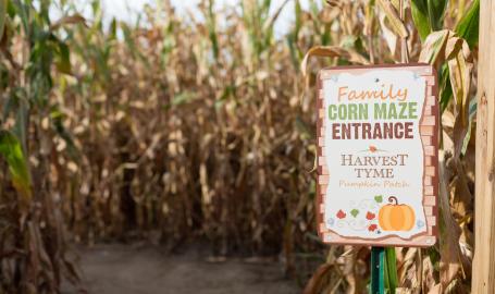 Harvest tyme pumpkin patch corn maze