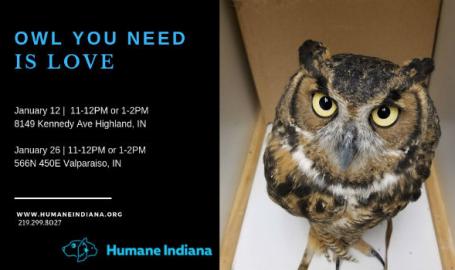 Owl You Need Is Love Highland In 46322