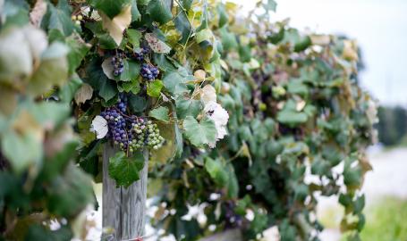 Grapes