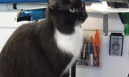 Maxicat