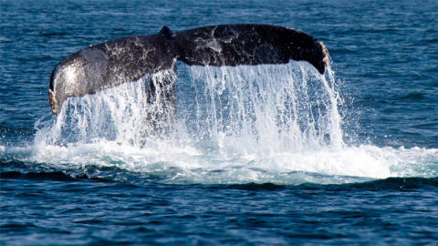 whalewatching.jpg