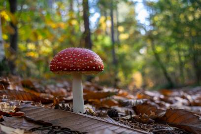 Fungi Foray