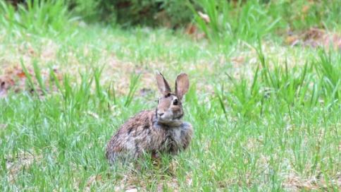 Virtual Learn at Lunchtime: Pennsylvania Lagomorphs (Rabbits and Hares)