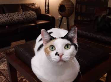 Naughty Cat Cafe