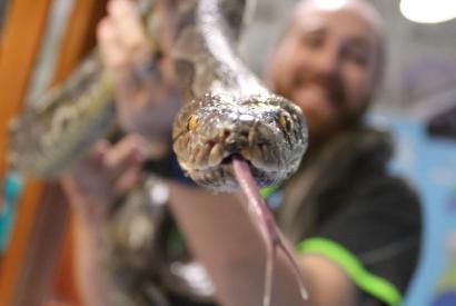Snake Show at Blue Zoo