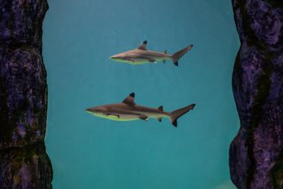 Shark feeding at Blue Zoo