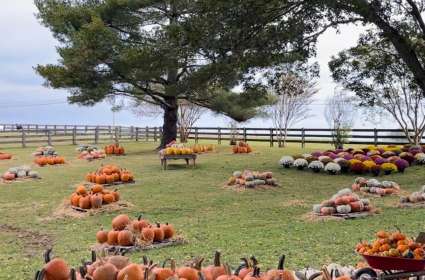 Hidden Bee Farm Pumpkin Patch | Opening Day