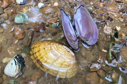 Guided Mussel Trip