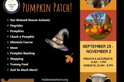 Hidden Bee Farm Pumpkin Patch