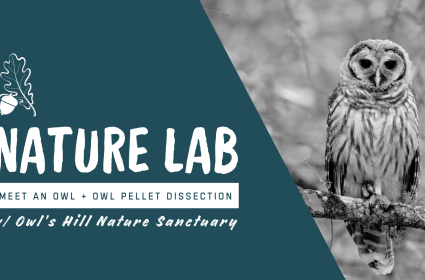Nature Lab: Meet an Owl & Owl Pellet Dissection