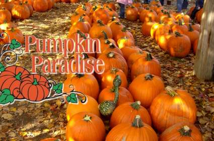 Pumpkin Paradise at Satterwhite Farm