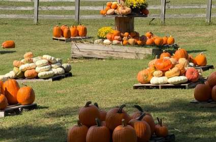 2026 Pumpkin Patch Opening Day