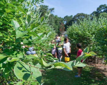 Blueberry picking at Creekside Farm located near Selma, NC.