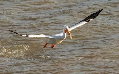 Raccoon Lake is a great place to spot nature. (Photo courtesy of Raccoon SRA Facebook page)