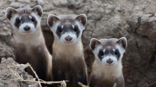 Black-footed ferrets