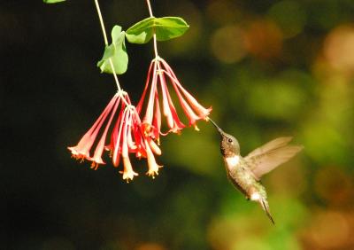 Insider S Guide To Hummingbird And Nature Festival