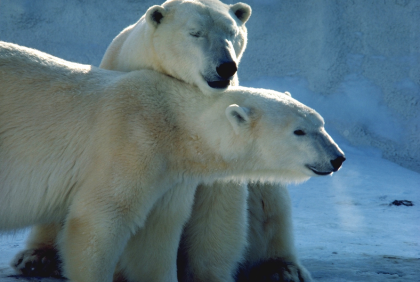 Polar Bears At Seneca Park Zoo