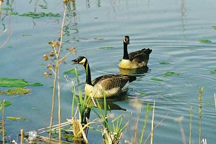 Celery Bog ducks