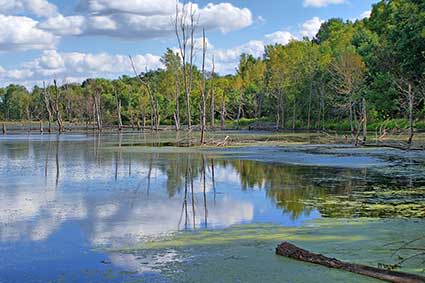 Celery Bog