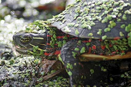 Celery Bog turtle