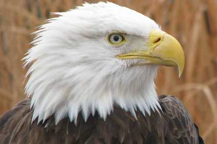 Eagle at Columbian Park Zoo