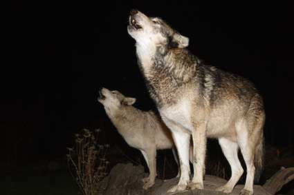 Wolf Howl Nights