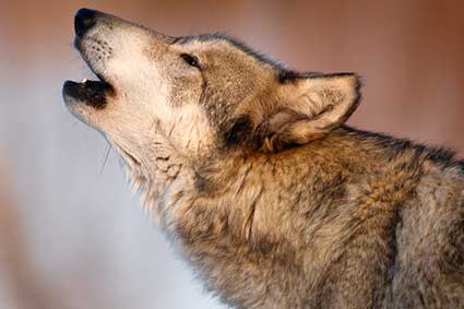 Wolf Howl Nights