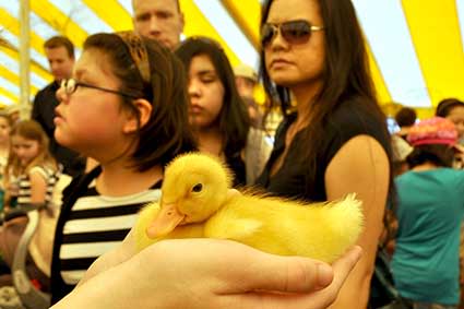 Purdue Spring Fest ducklings