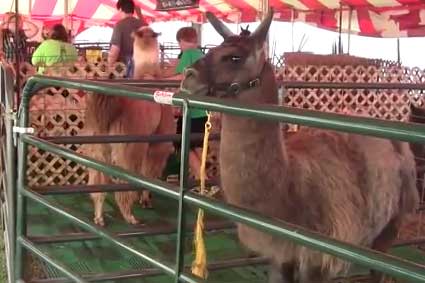 Tippecanoe County 4-H Fair