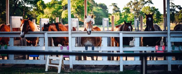 stables