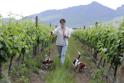 Dogs in Vineyard