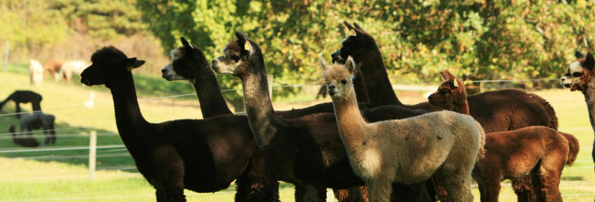 lazy-acre-alpacas-bloomfield-pet-alpaca