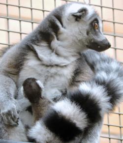 Lemur Babies - Tina Fess - Seneca Park Zoo
