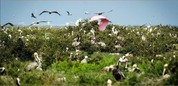 Outdoor Birds