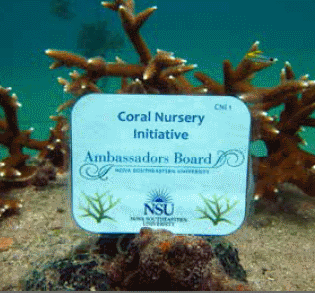 NSU Coral Nursery