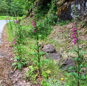 Foxgloves in Cottage Grove