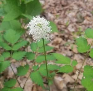 White Baneberry flower found at the Charlestown State Park